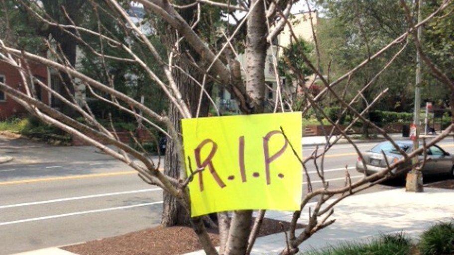 Dead tree waiting for removal in D.C.