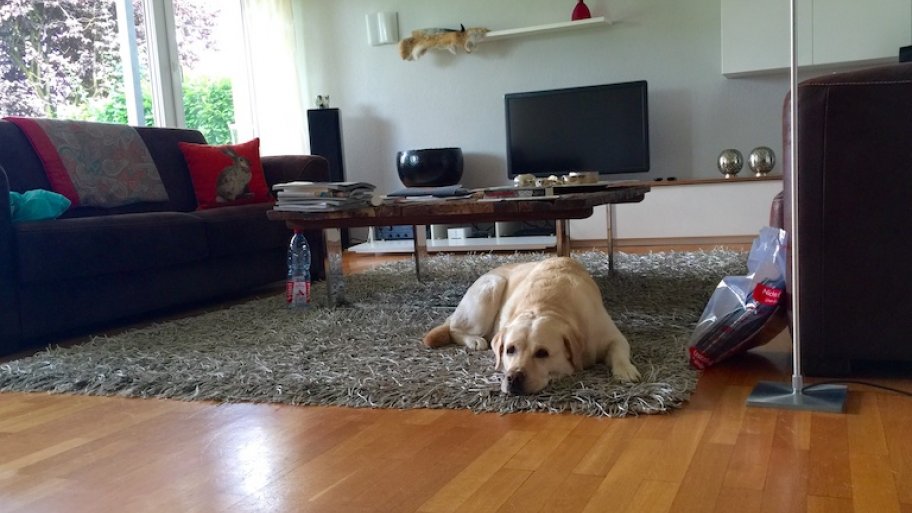Remove Dog Urine Soaked Into Hardwood Floors Smell Angi Angie S List Hardwood Floors Dog Urine Smell
