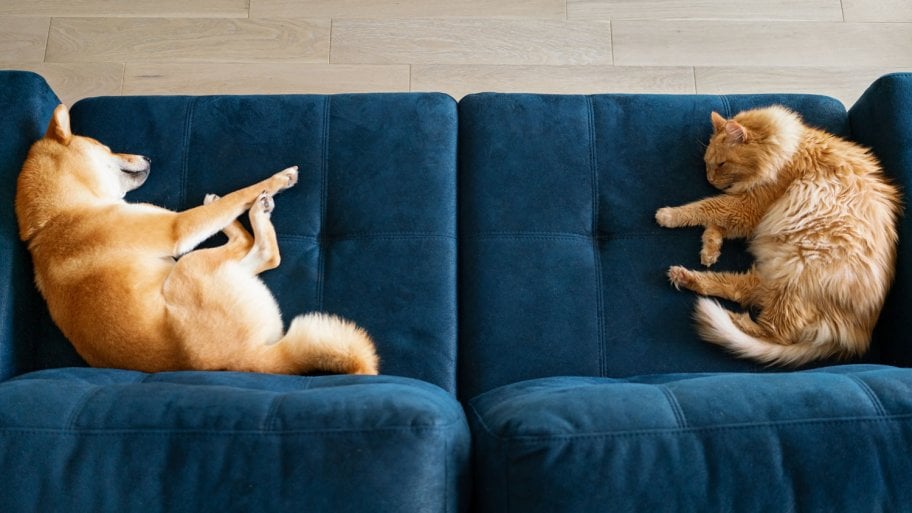 A dog and a cat sleeping on a blue couch