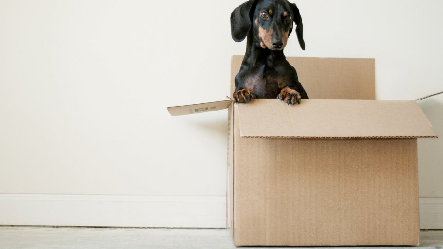 dog friendly moving dog friendly moving