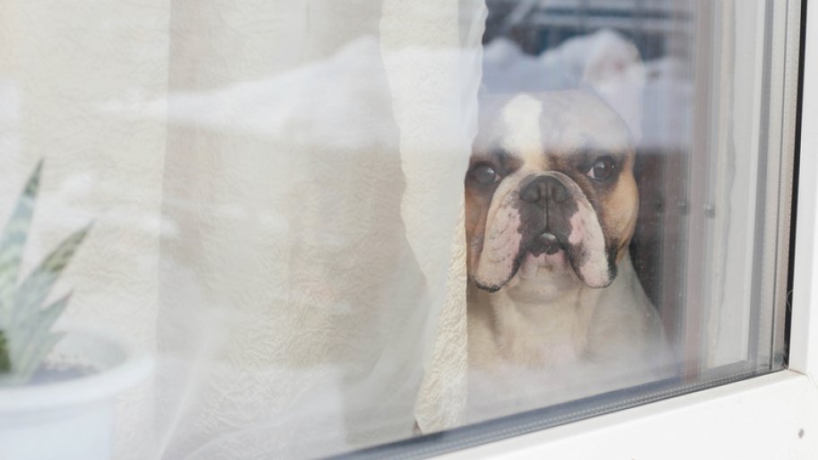 French bulldog looking out window