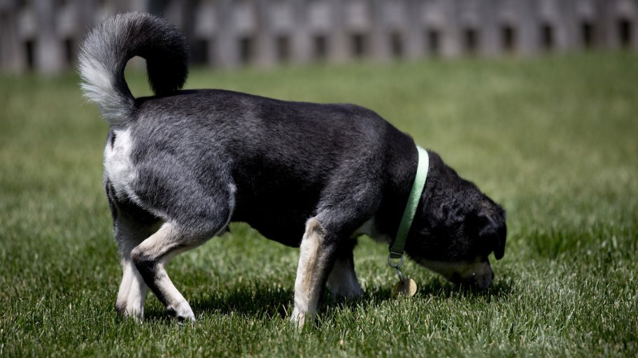 dog sniffing grass