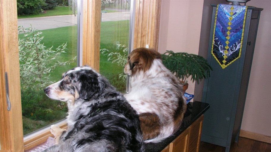 dogs on window sill