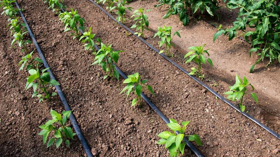 drip irrigation garden