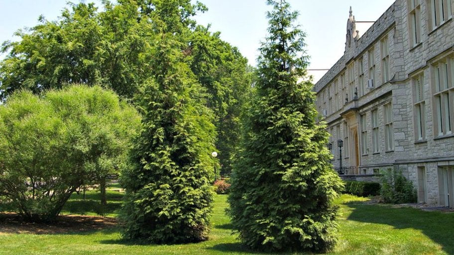 evergreen trees