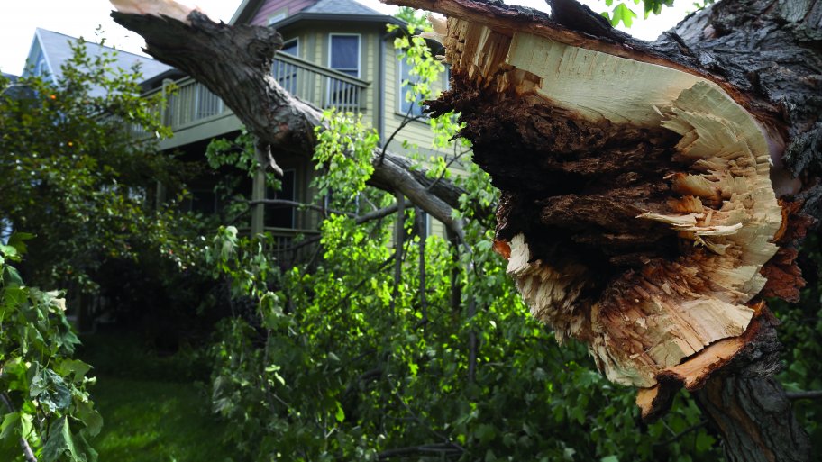 fallen trees