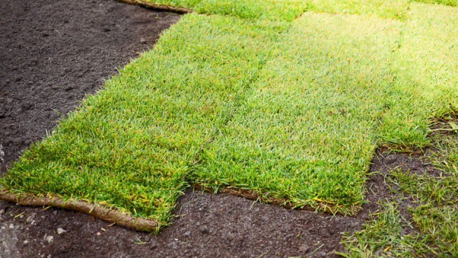 Fresh sod installation in yard