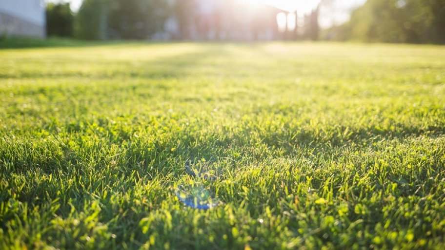 Lush green grass
