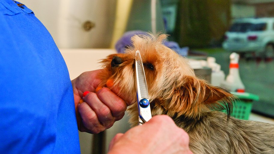 dog getting groomed