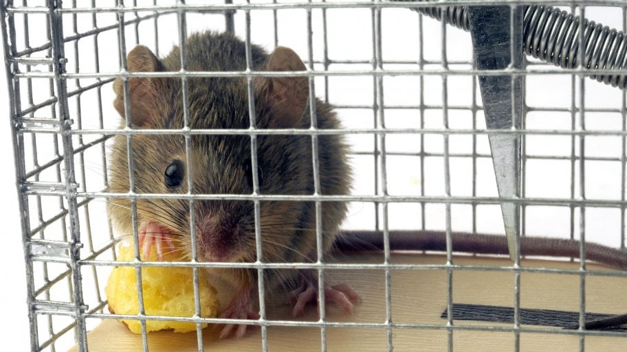 mouse in live trap