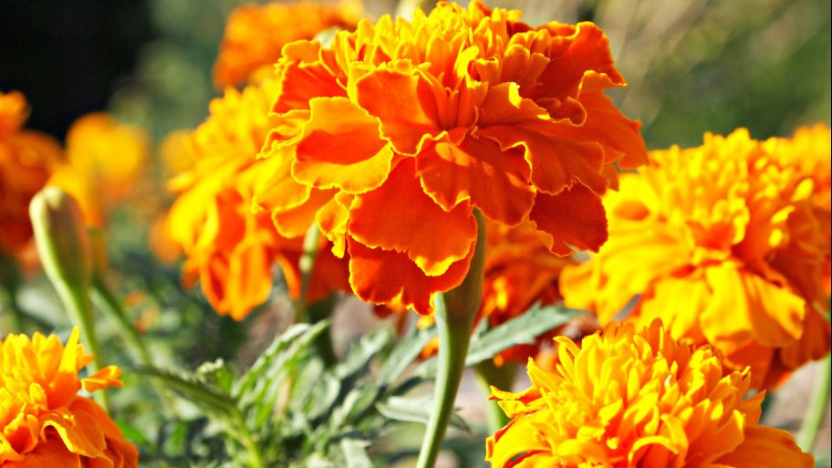 marigolds repell mosquitos mosquito repellant marigolds