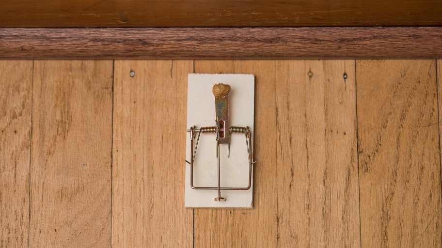 mouse trap