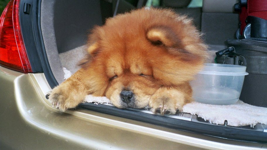 Cute Chow dog riding in the back of a car