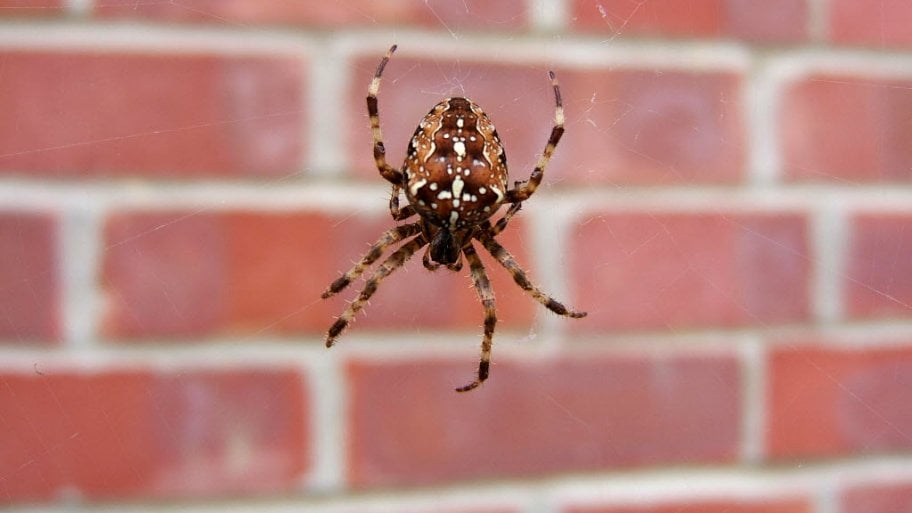 Spider