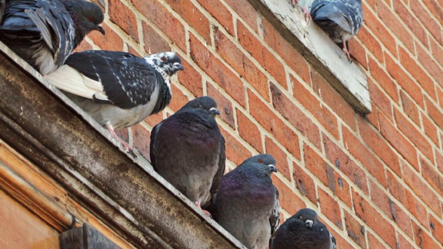 Eliminating pigeons from your home