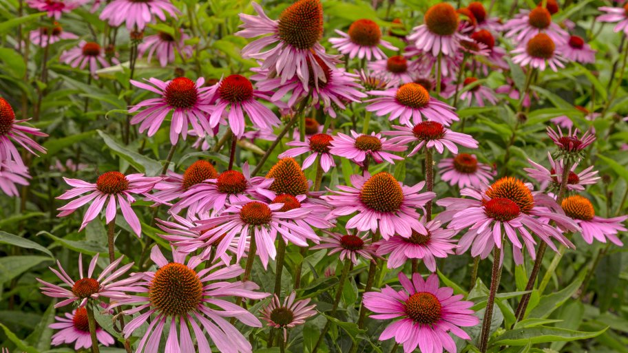 cone flowers