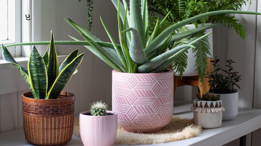 a collection of plants and large aloe vera on table against white wall