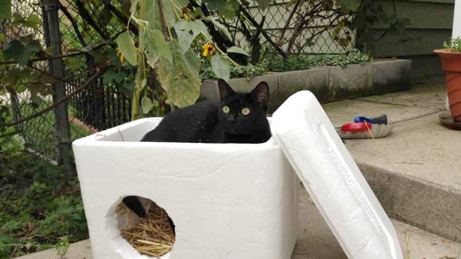 How To Build A Feral Cat Shelter For Winter Angi Angie S List - Outdoor Feral Cat House Diy How To Build A Feral Cat Shelter For Winter Angi Angie S List - Outdoor Feral Cat House Diy