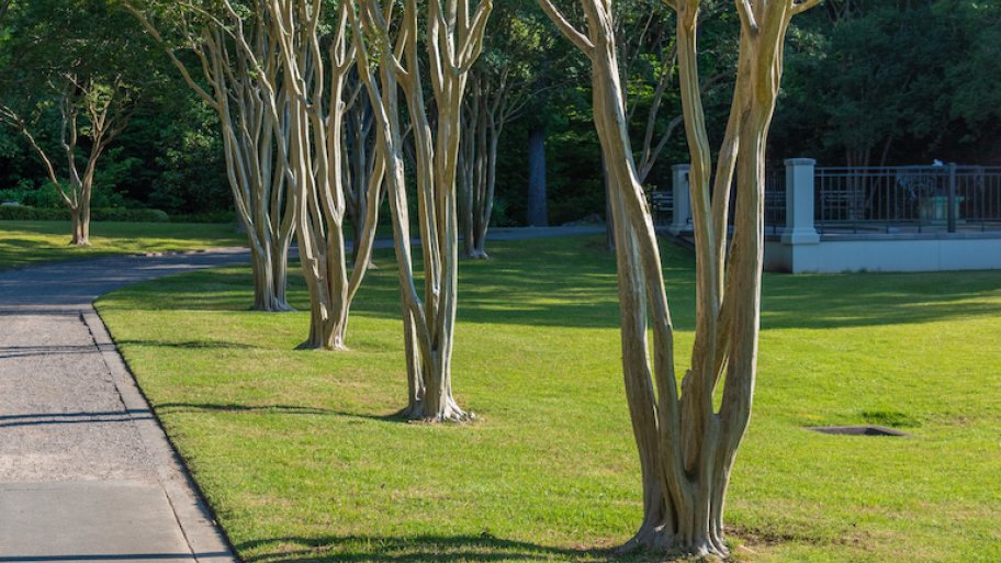 four trees planted in a row along a driveway