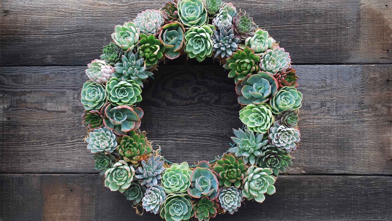 A succulent wreath hangs on a wooden backdrop