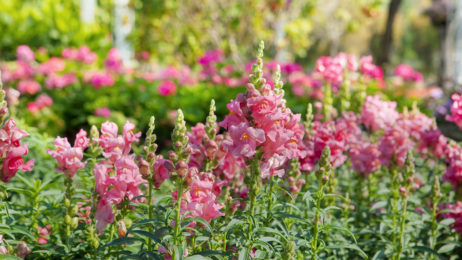 Summer Snapdragon