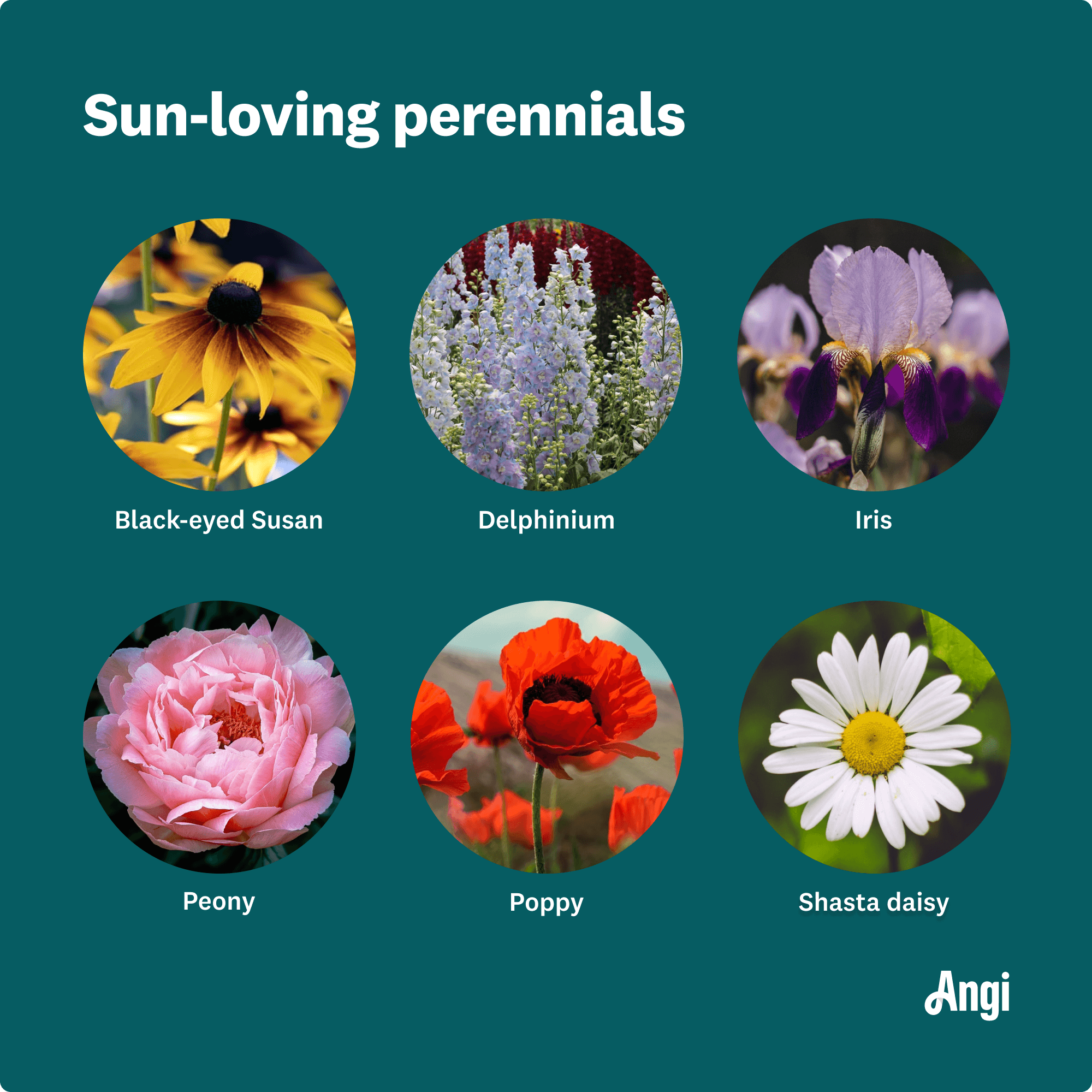 6 sun-loving perennials, including iris, peony, and poppy