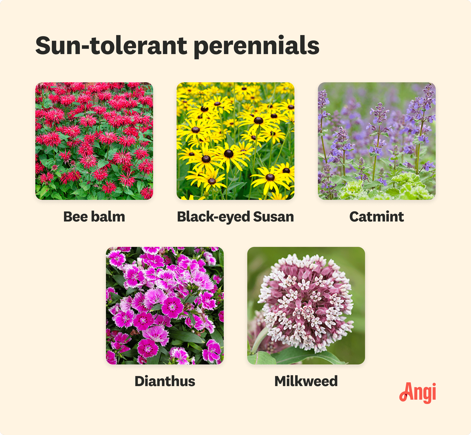 5 sun-tolerant perennials compared visually, including black-eyed Susans, catmint, and milkweed