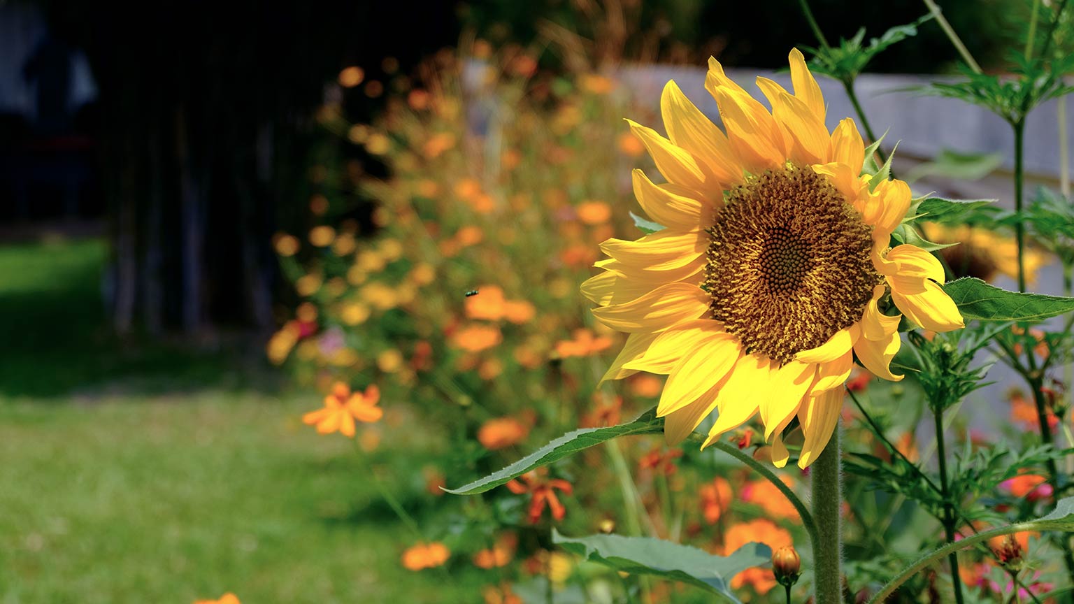 Sunflower