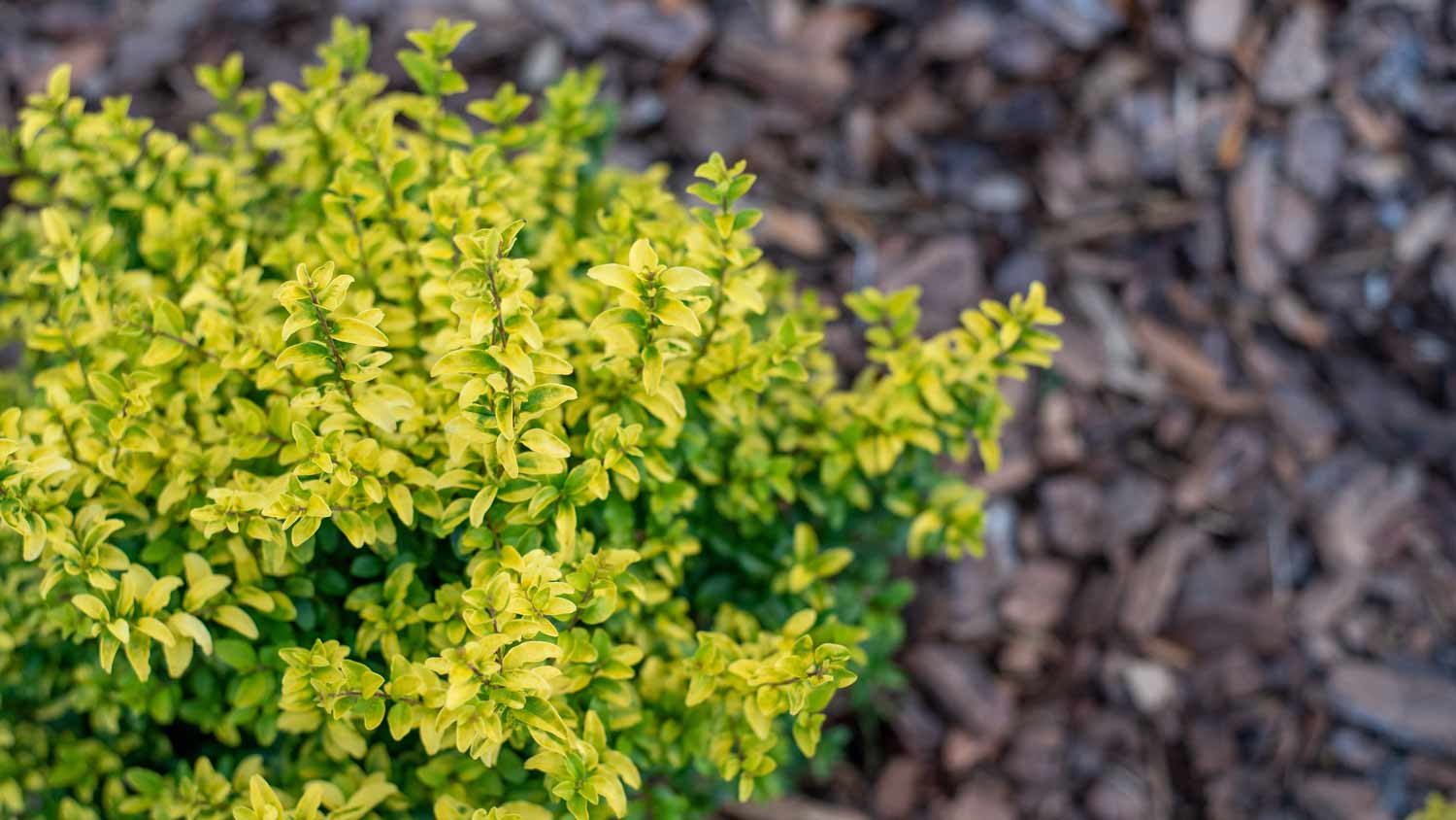 sunshine privet hedge