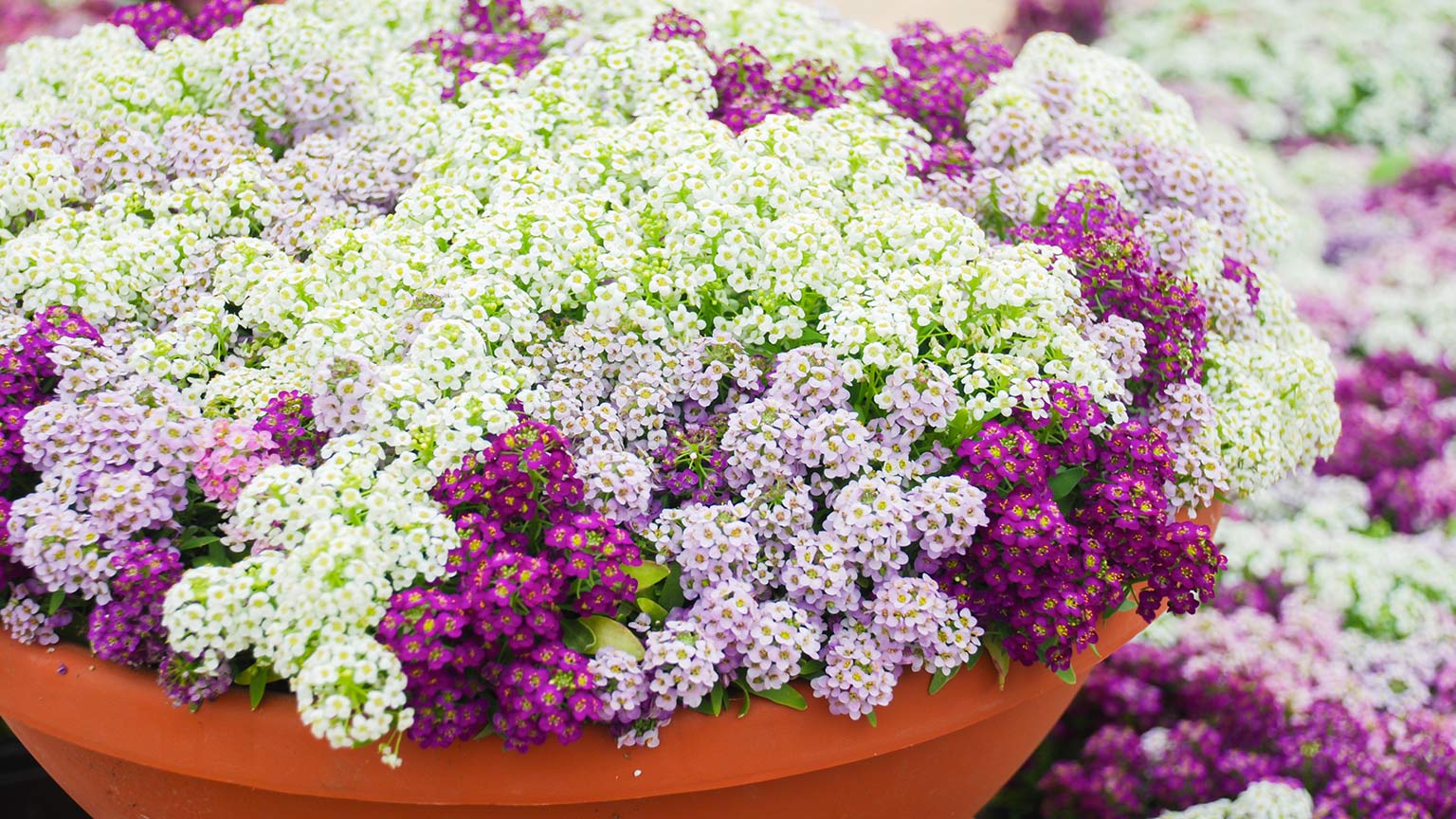 sweet alyssum