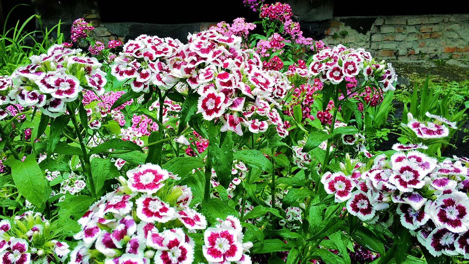 Sweet William