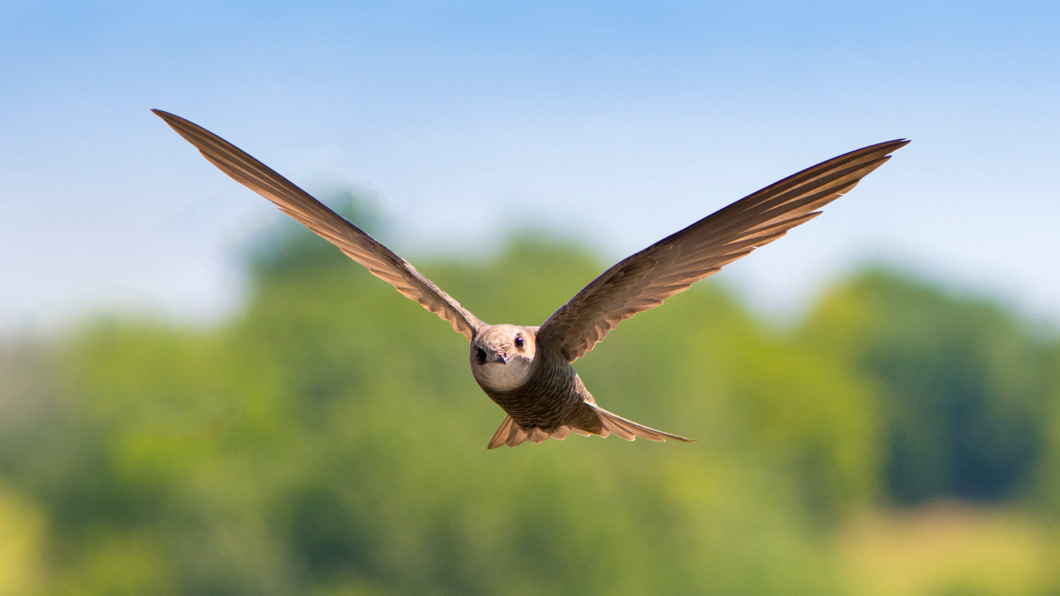 swift flying through the air