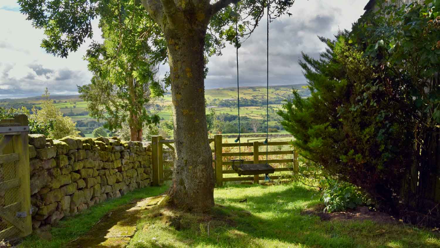 A swing on a tree with large surface roots