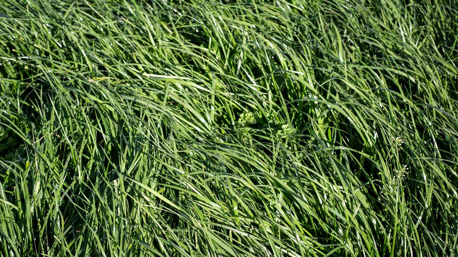 Tall fescue grass