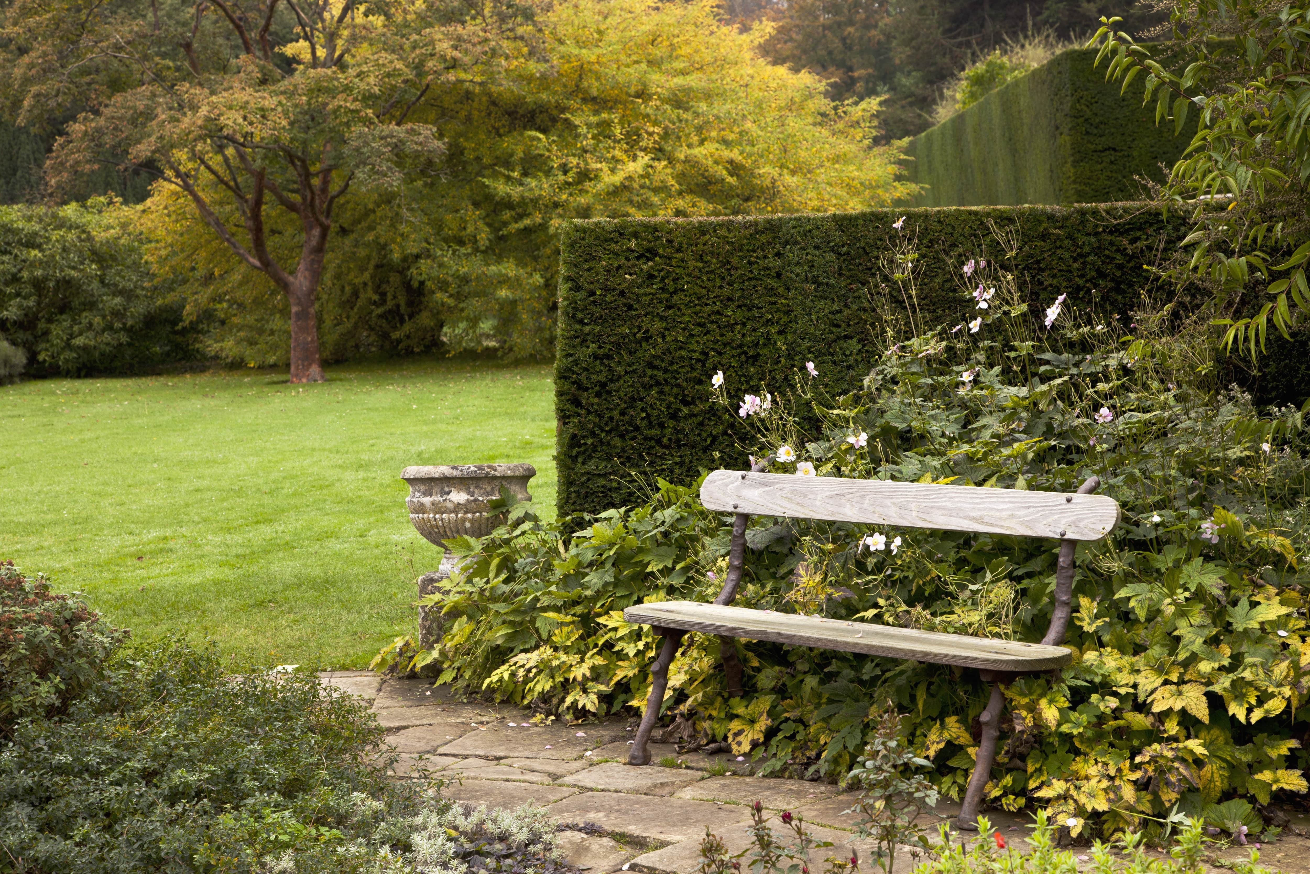 Tall hedges next to bench in garden