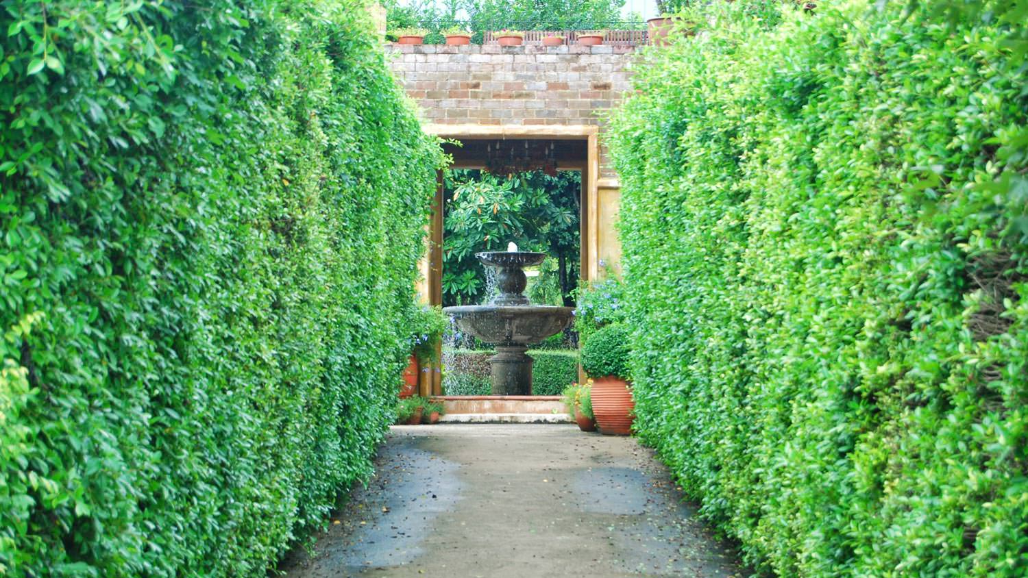 Tall hedges leading to the entrance of a house