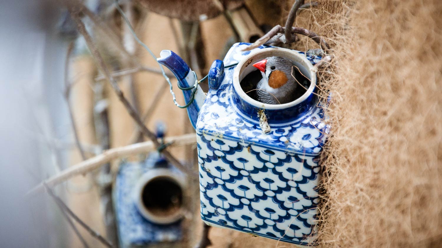 teapot birdhouse with a bird inside