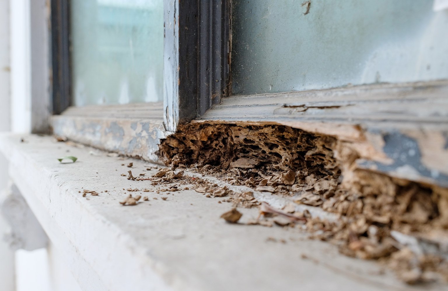 termite damage of wood window 