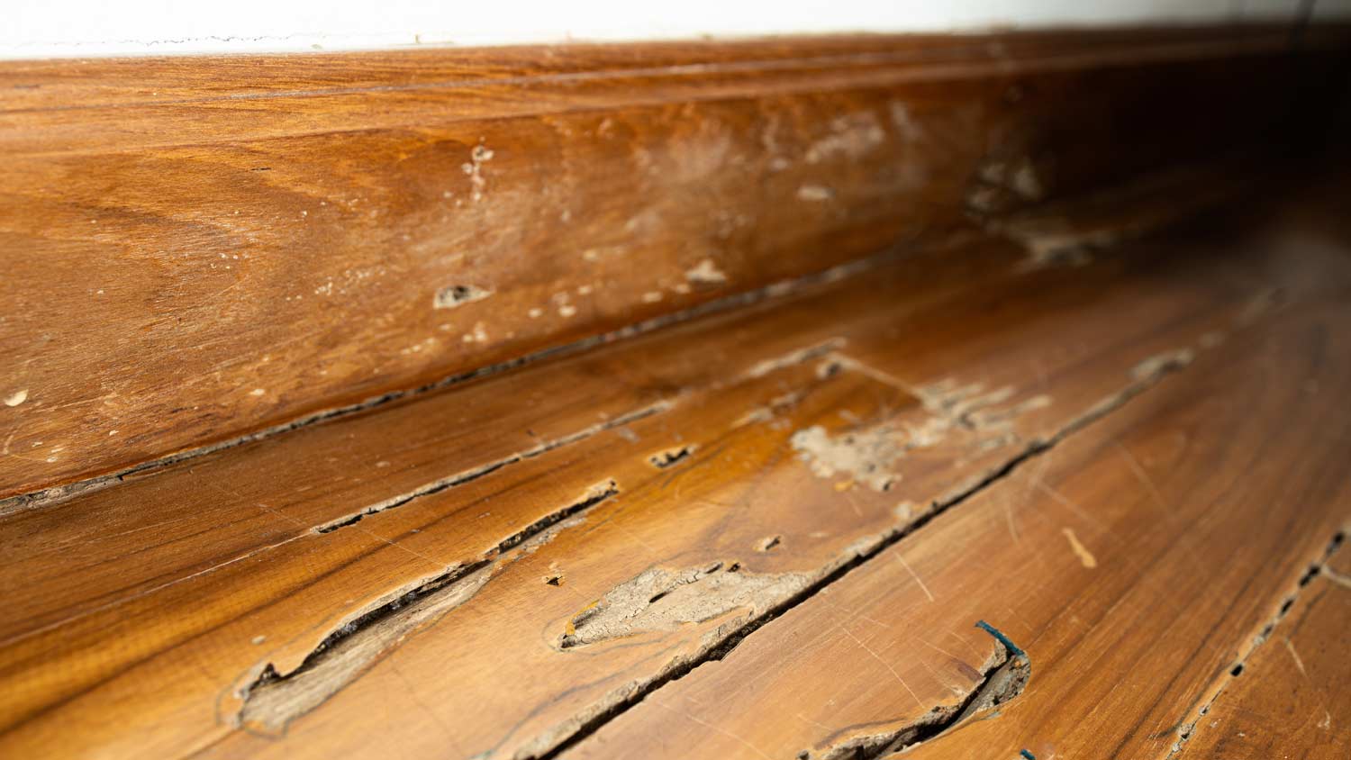 termite damage in wood floor 