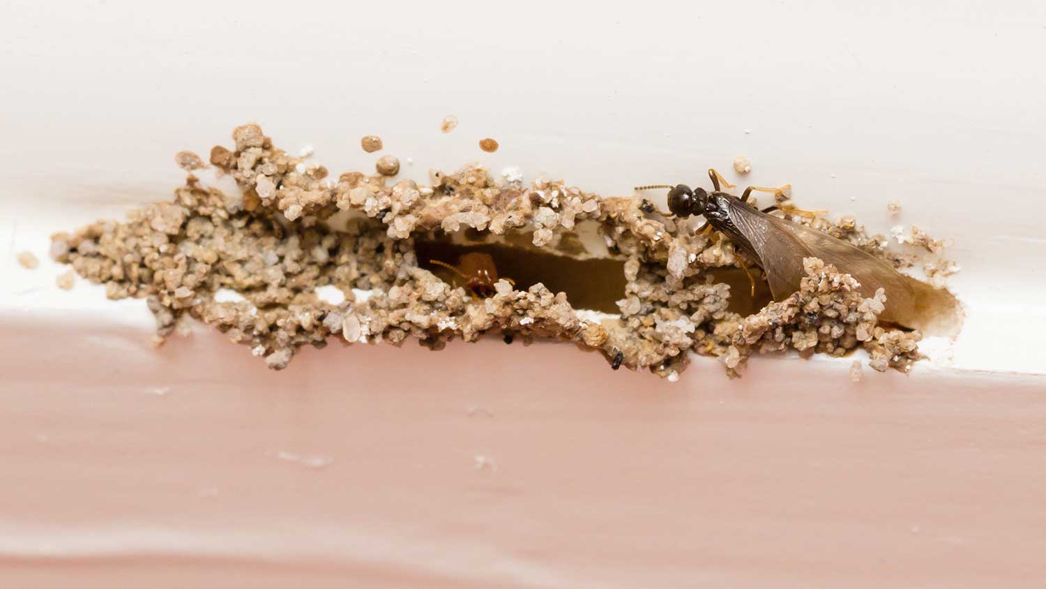 Termites colony break through a home baseboard