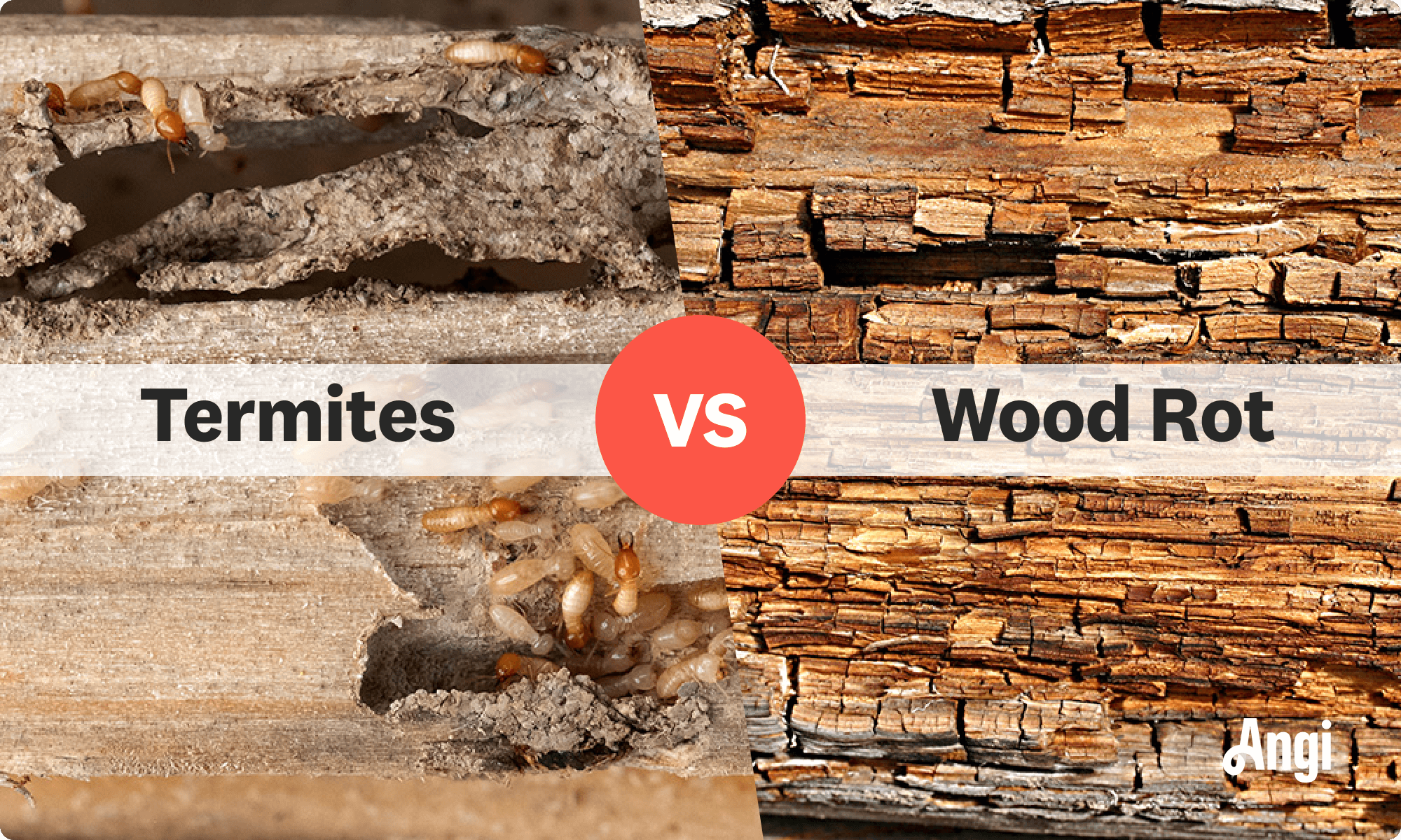 Wood Rot Vs Termite Damage: Key Differences Uncovered