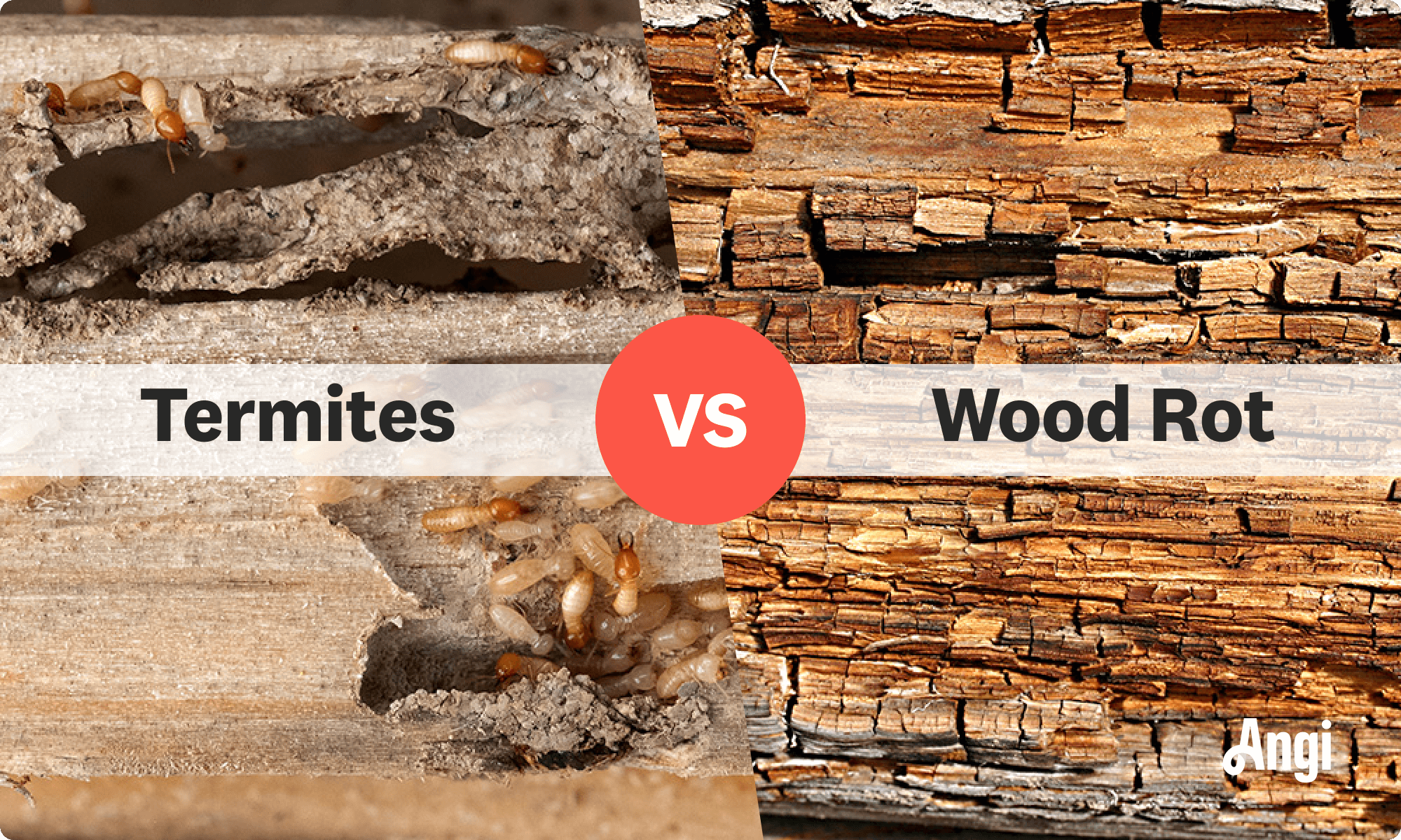 Termites versus wood rot visual comparison