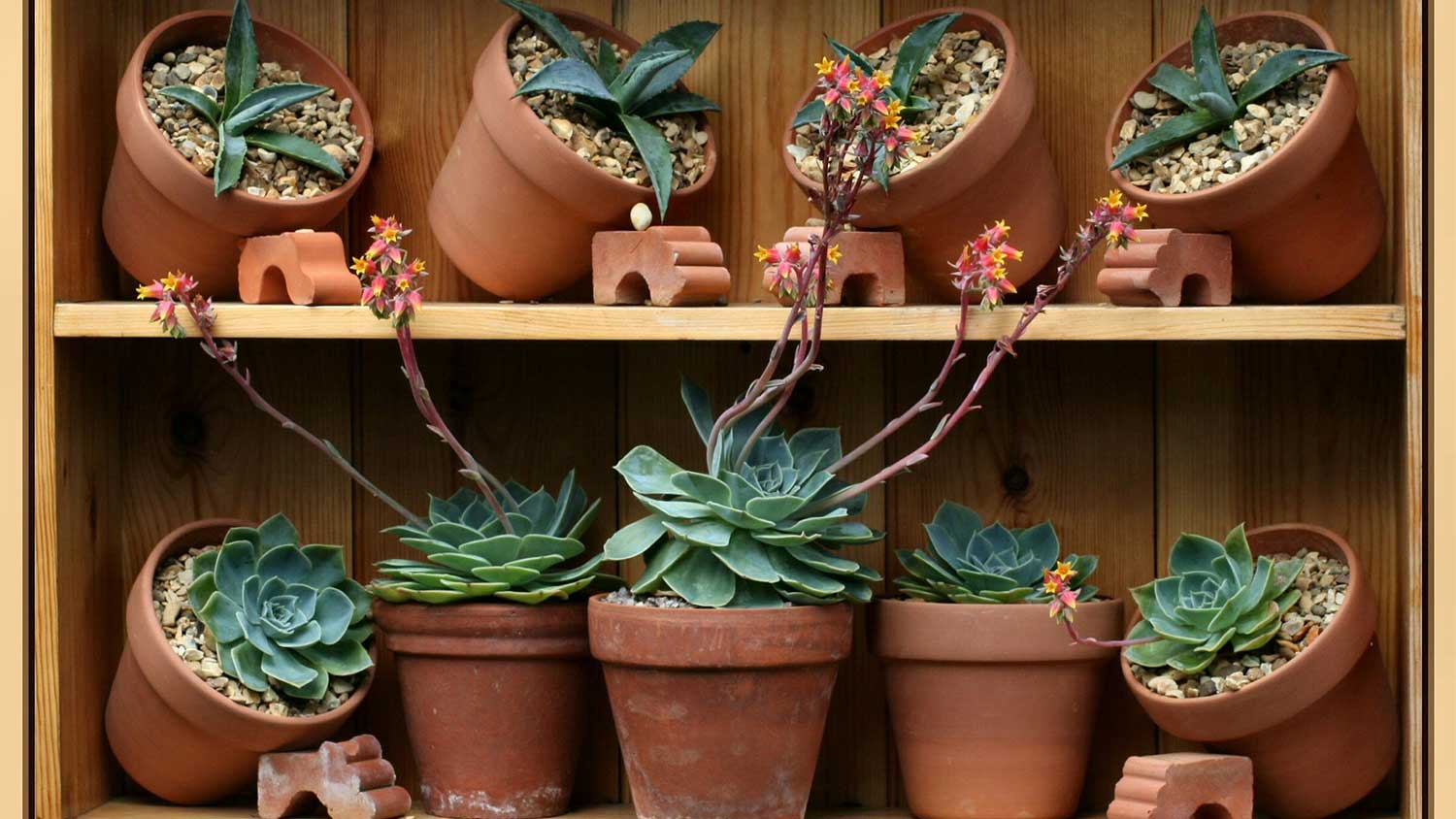 A bookshelf contains succulents in terracotta pots