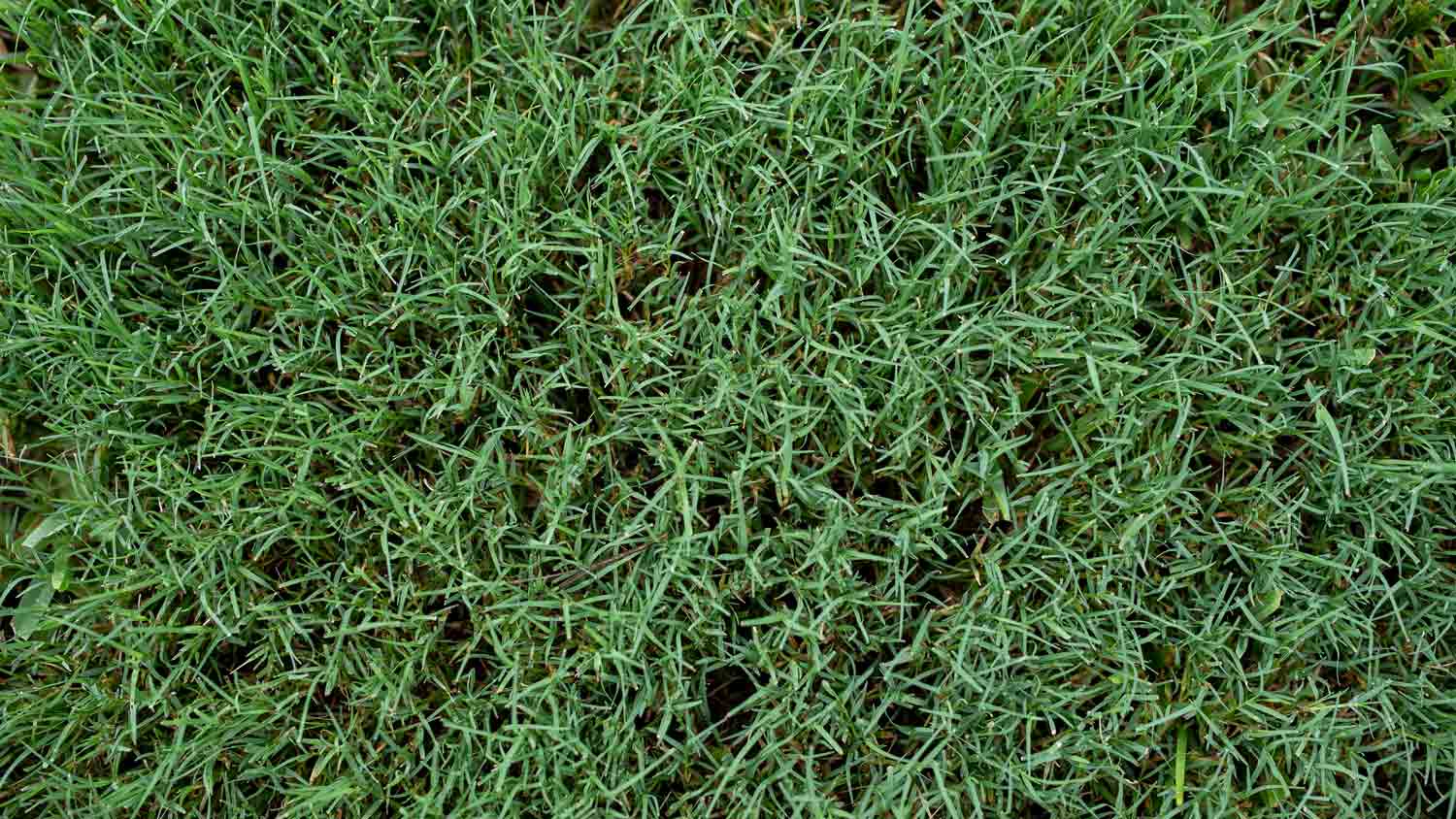 close up of Bermuda grass