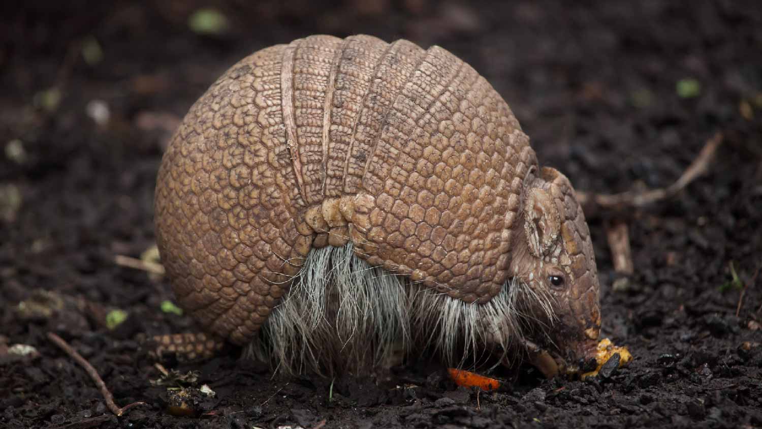 A three-banded armadillo