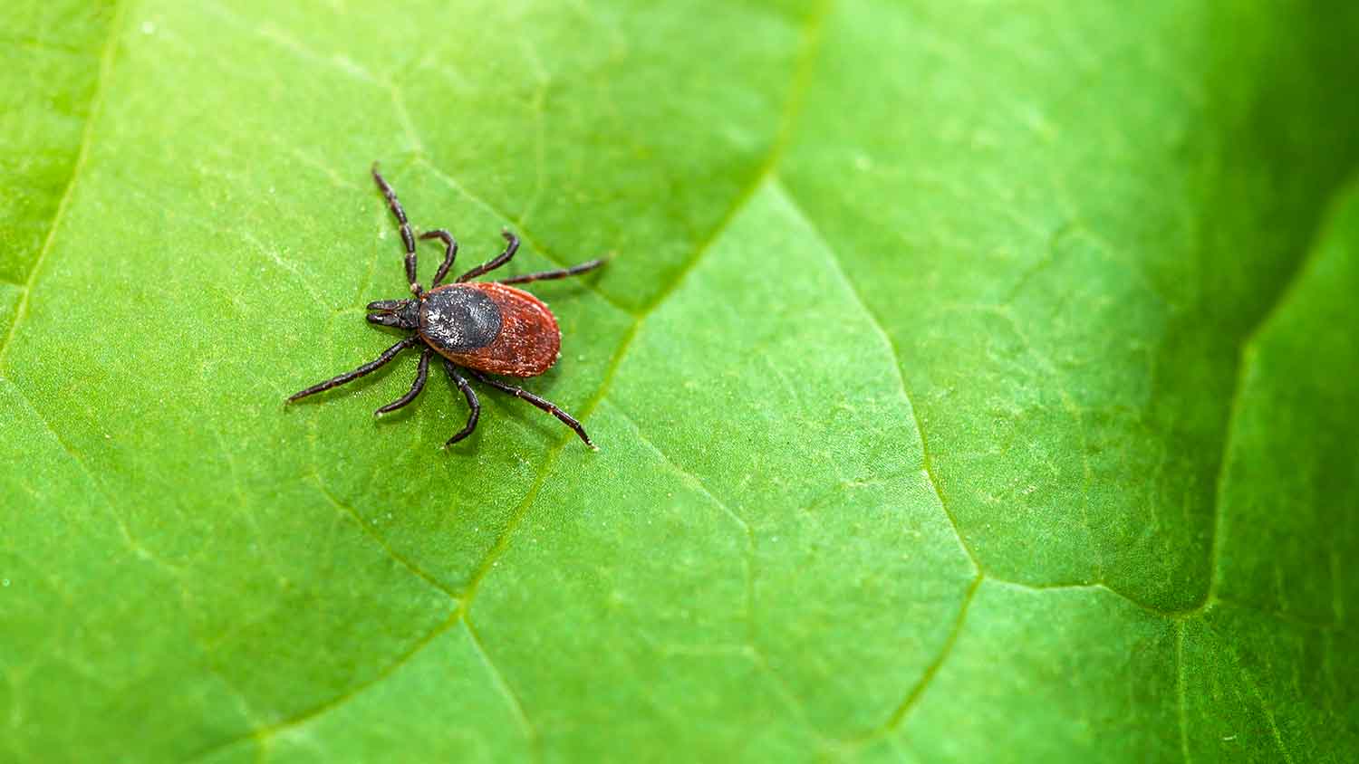 Tick perched on a leaf