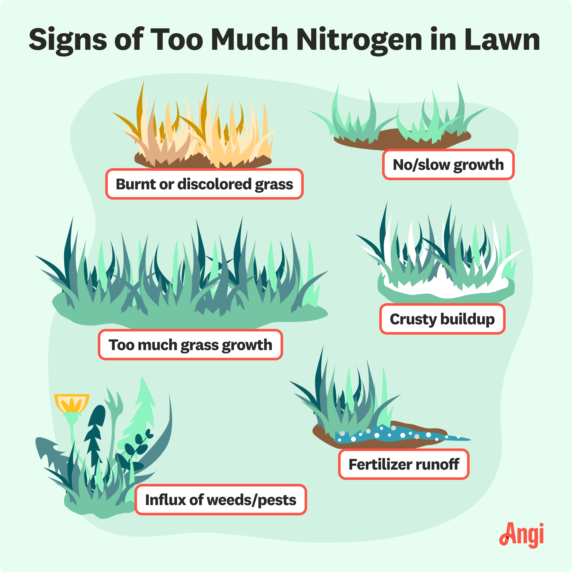 6 signs of too much nitrogen in a lawn illustrated, including burnt or discolored grass, and crusty buildup