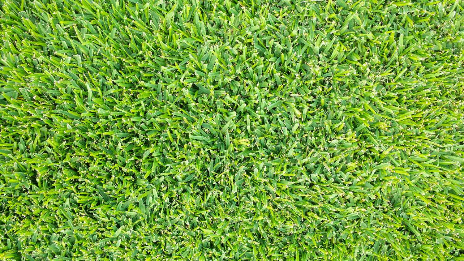 Top view of buffalo grass