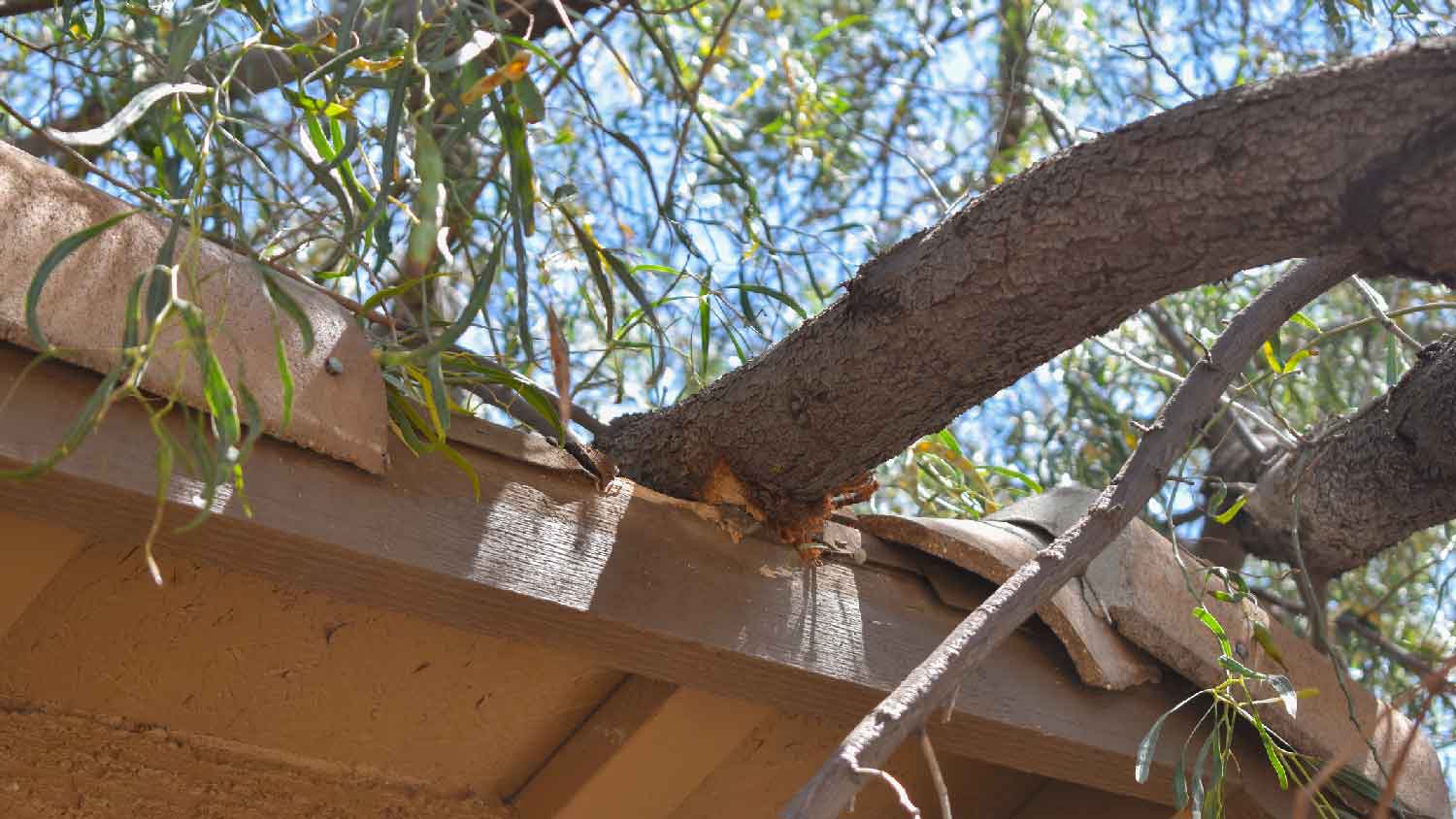 A tree fallen on the roof of a house