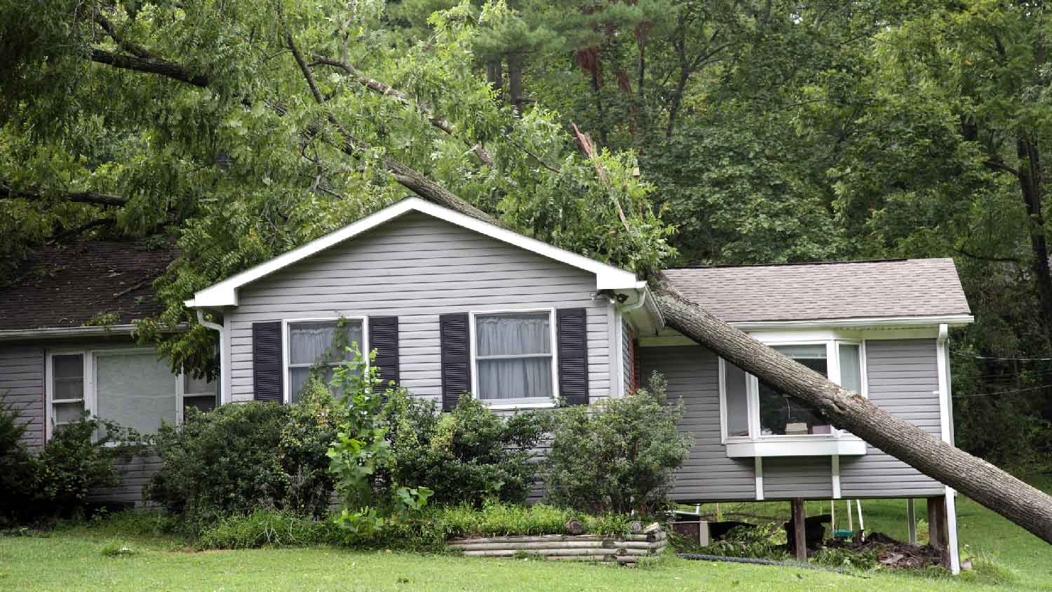 A tree fallen on the roof of a house